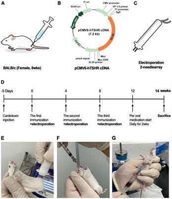 Impact of ibrutinib on inflammation in a mouse model of Graves’ orbitopathy
